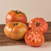 TOMAQUET ROSA BARBASTRO KG